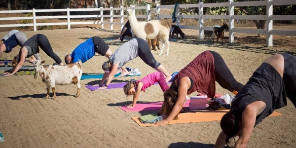 LLAMA'STE Yoga + Meditation Event