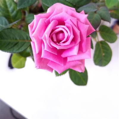 banner_inner
